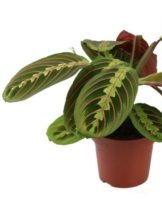 Caring for arrowroot at home, planting rules and tips for reproduction