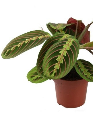 It is advisable to grow arrowroot in a wide and spacious pot.