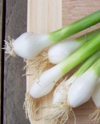 If the temperature in the cellar does not exceed 3-4 degrees, fresh onion feathers can be stored for up to 1.5 months.
