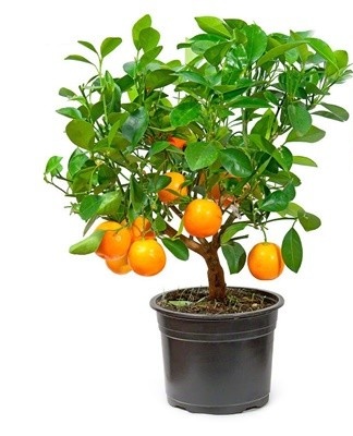 If the procedure is carried out in the fall, additional lighting is provided.