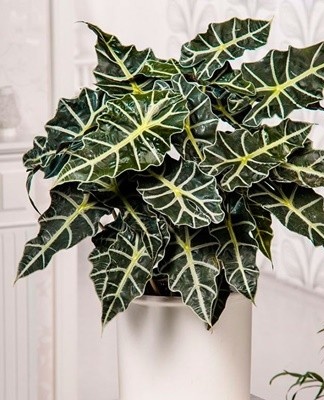 Alocasia leaves should be protected from direct sunlight.