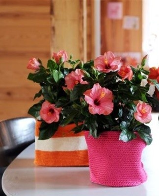 Sometimes hibiscus is attacked by pests.