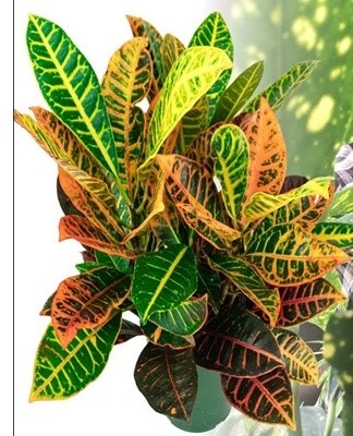The color is green, with yellow or orange veins.