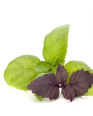 Basil dries faster in the refrigerator compartment than at room temperature.