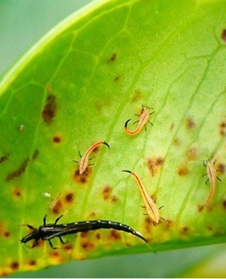 The affected foliage turns yellow and falls off.