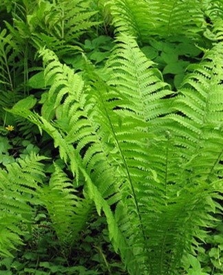 When a bacterial infection develops, fern leaves become covered with brown or rusty spots.