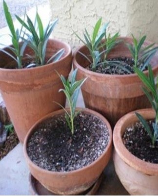 When they are strong, the shoot can be cut off and moved to a new pot.