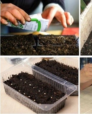 Before planting in the ground, the seed is stratified.