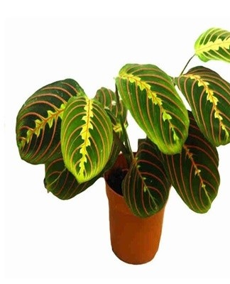 Pruning, as a mandatory maintenance procedure, allows you to improve the general appearance of the plant, and is also carried out for sanitary purposes.