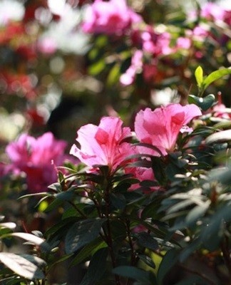 azalea bushes