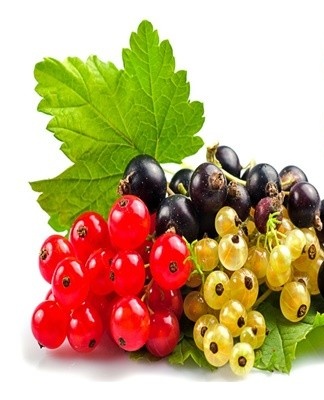 The white and red varieties can be stored for up to 2 months at 1 degree Celsius.