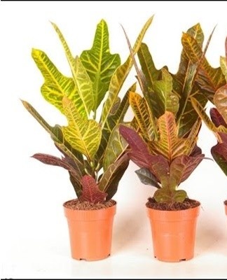 In cold weather or too hot and dry weather, the foliage falls off and the shoots dry out.