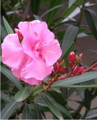 If the oleander foliage has turned pale, this indicates a lack of light and a disturbance in photosynthesis.