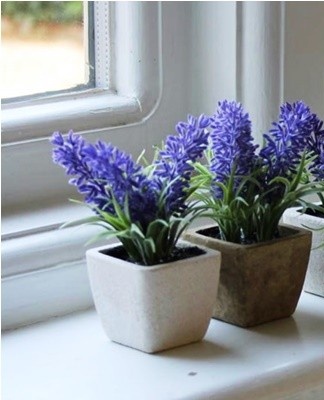 In winter, the plant needs a sufficient amount of light.