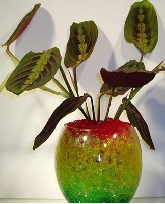 The diet in the warm period is 2 times a month, it is better to use special fertilizers.