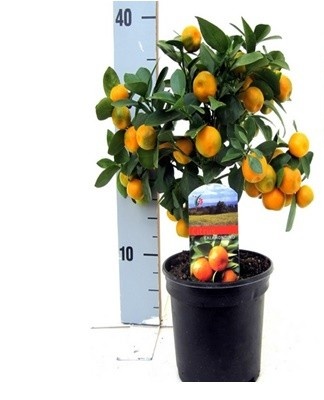 Each year, a new pot is selected, then the tangerine will gradually gain strength and dissolve its root system.