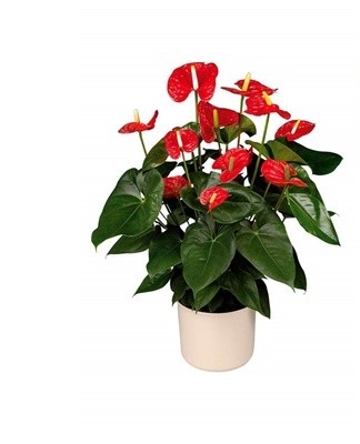 Adult cultures lose their decorative properties after some time.