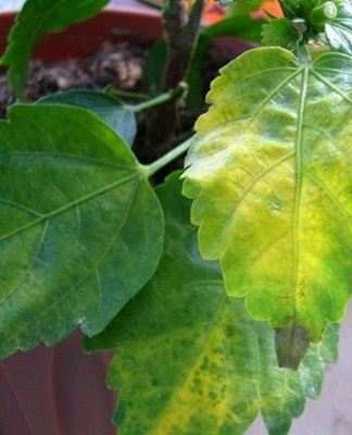 The leaves are turning yellow