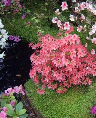 azalea bushes