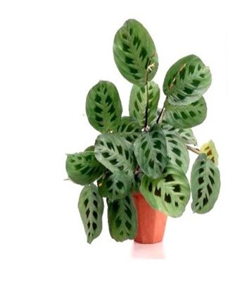 The upper plate is light green with a light stripe in the center, with dark spots.