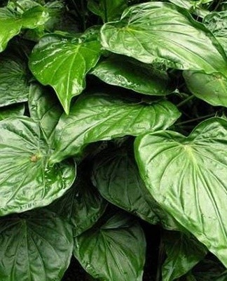 The leaves of this culture are oblong, heart-shaped.