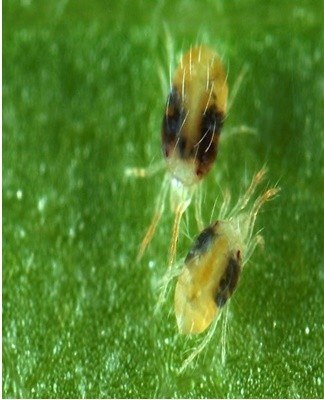 When a bush is damaged by this pest, drying and falling of leaves is observed.
