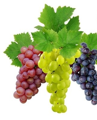 White and dark varieties are stored at 0 ... + 7 degrees.