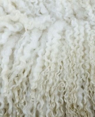 sheep's wool