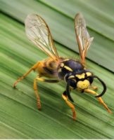 How to remove wasps from the house yourself, folk remedies and chemicals