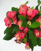 Rules for planting and caring for milkweed milk at home, secrets of cultivation