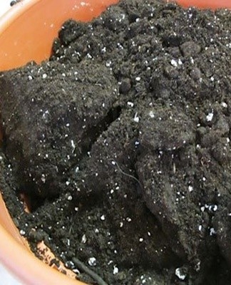 The crop needs loose soil, which allows air to access the root system of the plant.