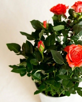 It is the most popular plant species.