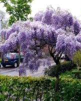 Growing and caring for wisteria outdoors, the best varieties
