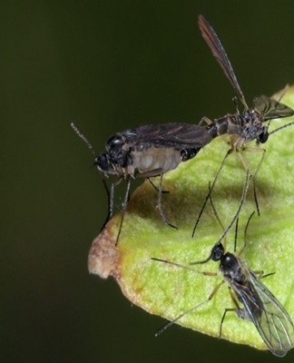 The appearance of midges can be due to a number of factors.