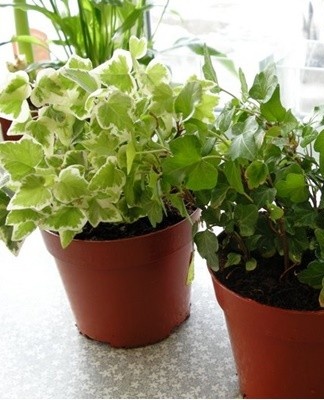 A culture transplant is carried out with a strong growth of the root system.