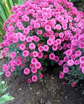 When planting, planting holes are dug at a distance of 15-20 centimeters from each other.