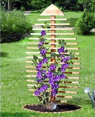 Trellis shapes for climbing plants and how to make them yourself