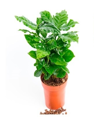 It is best to grow a crop from a seed.