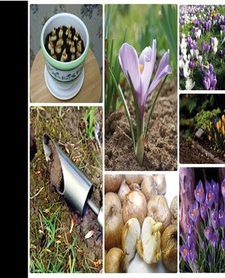  Crocuses do not tolerate acidic soils well, so it is recommended to add lime to them.