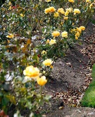 Designing a rose bed, what to plant next and the rules for combining colors