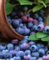 The best methods and rules for storing blueberries at home for the winter after harvesting