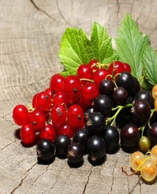 Black currant berries are harvested only once a year, so it is important to choose this method of storage.