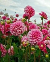 Planting and care of dahlias at home, varieties and rules of cultivation