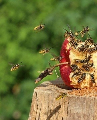 wasp on apple