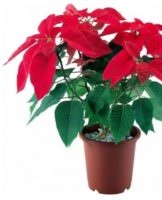 Rules for growing and caring for poinsettia at home, how to prune