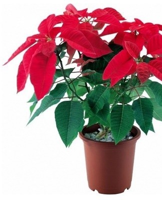 Rules for growing and caring for poinsettia at home, how to prune