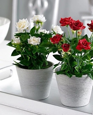 Rules for planting and caring for the Cordana rose at home