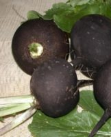 The best methods and rules for storing radish at home in the winter