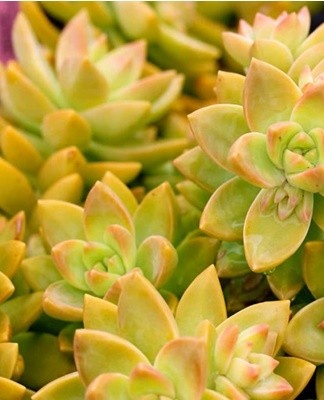 It is a succulent that belongs to the Tolstyankov family.