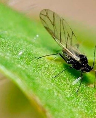 To cope with pests, it is worth using folk remedies and chemicals.